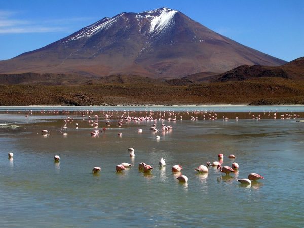 Laguna Hedionda in der Salar de Uyuni