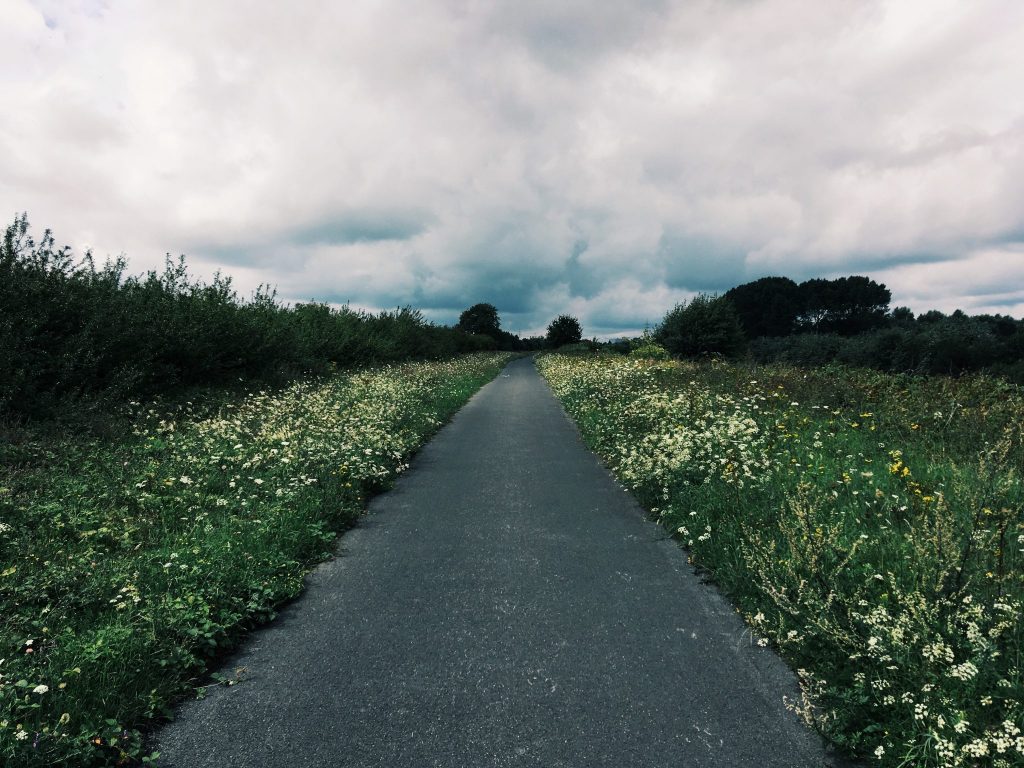 Ein asphaltierter Weg durch eine Blumenwiese