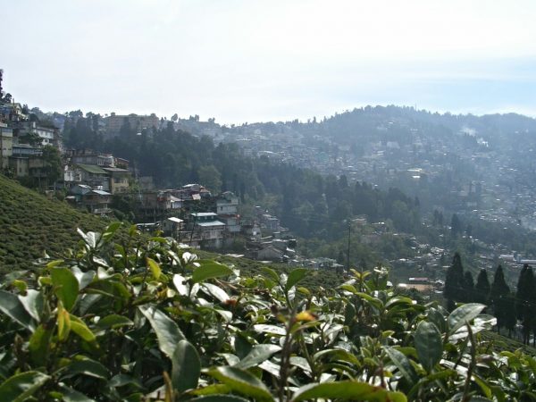 Teeplantagen in Darjeeling