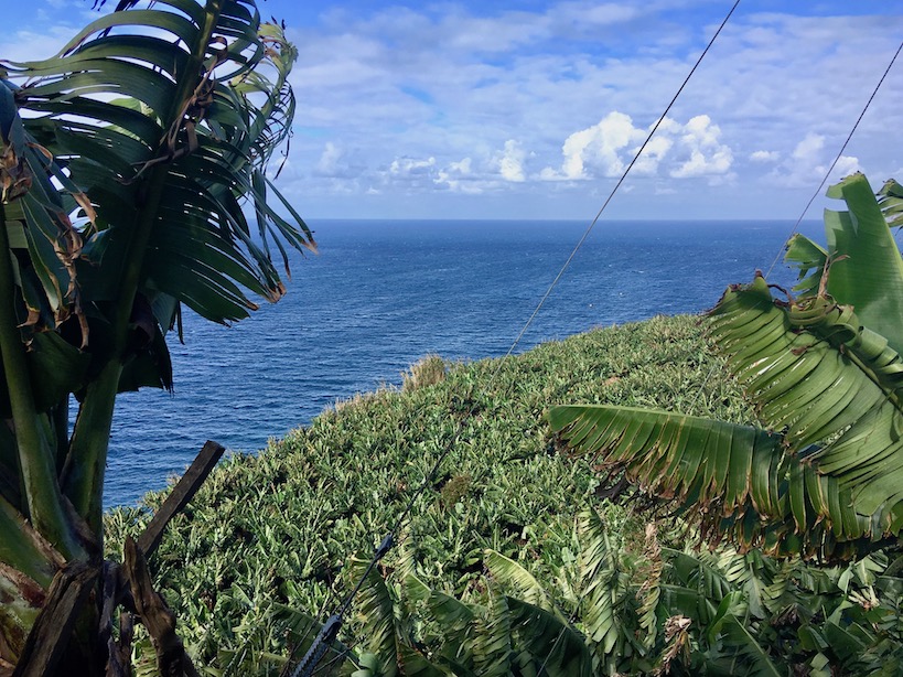 Blätter eines Bananenbaumes am Rand mit blauem Meer