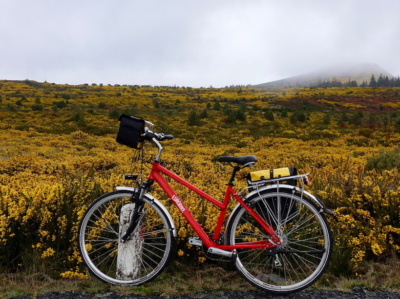 Ein rotes Rad vor einer Fläche voll gelben Ginster bei düsterem grauen Wetter