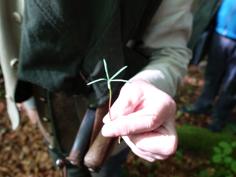 Baum-Baby mit 5 Mini-Blättern in einer Hand